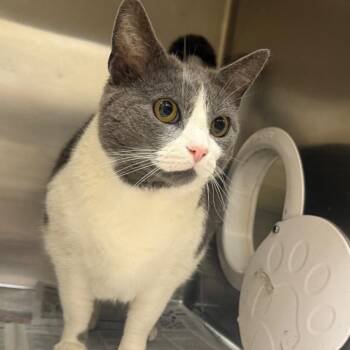 Domestic Short Hair Cats Available for Adoption in Winston-salem, North Carolina - Captain Meatball | PetCurious