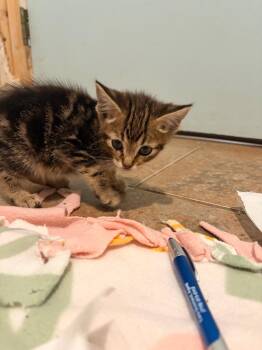 J3 Nut -  Domestic Short Hair Cat for Adoption in Ashland, Wisconsin - J3 Nut | PetCurious