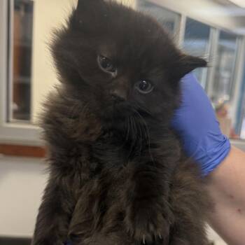 Domestic Medium Hair Cats Available for Adoption - Grey Wind | PetCurious