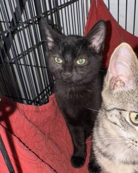 Rescue Domestic Medium Hair Cats for Adoption in Blairsville, Georgia - Meanie | PetCurious