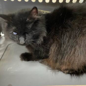 Domestic Medium Hair Cats Available for Adoption in Memphis, Tennessee - BABIE | PetCurious