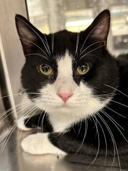 Domestic Short Hair Cats Available for Adoption in Wichita, Kansas - Freddy | PetCurious