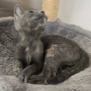 Bunny -  Domestic Short Hair Cat for Adoption in Grantsville, Utah - Bunny | PetCurious