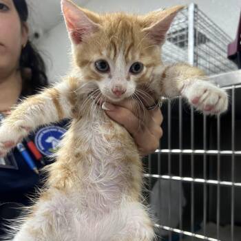 Zuko -  Domestic Short Hair Cat for Adoption in Newark, New Jersey - Zuko | PetCurious