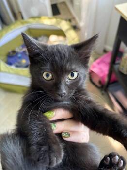 Cami Sol -  Domestic Short Hair Cat for Adoption in Alexandria, Virginia - Cami Sol | PetCurious
