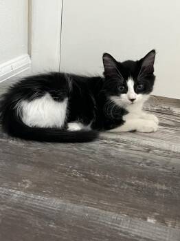 Piglet -  Domestic Short Hair Cat for Adoption in Ruskin, Florida - Piglet | PetCurious