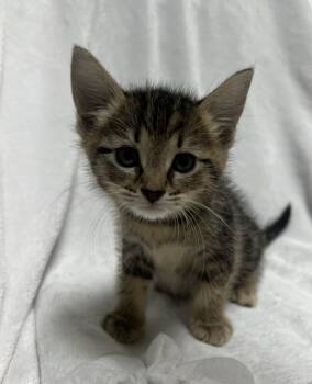 Chunk -  Domestic Short Hair Cat for Adoption in Jackson, Michigan - Chunk | PetCurious
