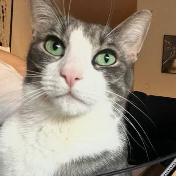 Diablo: Courtesy Post -  Domestic Short Hair Cat for Adoption in New York, New York - Diablo: Courtesy Post | PetCurious