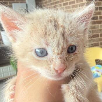 Tyler -  Domestic Short Hair Cat for Adoption in Midland, Texas - Tyler | PetCurious