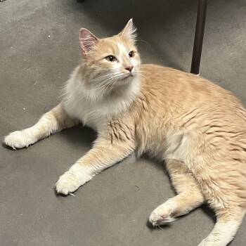 Domestic Medium Hair Cats Available for Adoption in Murray, Utah - Olaf | PetCurious