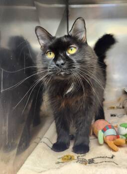 Tara -  Domestic Medium Hair Cat for Adoption in Clayton, New Jersey - Tara | PetCurious