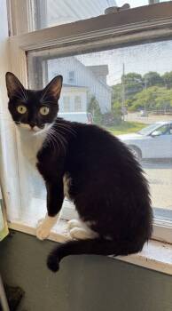 Rescue Domestic Short Hair Cats for Adoption in Randolph, Massachusetts - Amazing Alysa | PetCurious