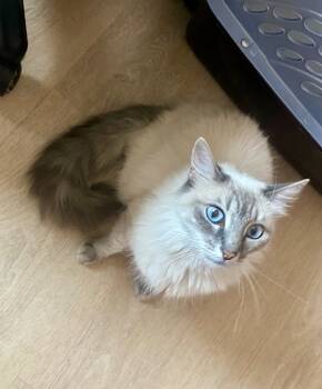 Rescue Siamese and Domestic Long Hair Cats for Adoption in Gardena, California - Zora | PetCurious