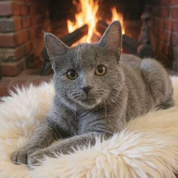 Rescue Domestic Short Hair Cats for Adoption in Huntsville, Alabama - Latte | PetCurious