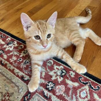 Chipper -  Domestic Short Hair Cat for Adoption in Richmond, Virginia - Chipper | PetCurious