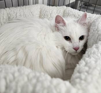 Domestic Long Hair Cats Available for Adoption in Medfield, Massachusetts - Nala Grace | PetCurious