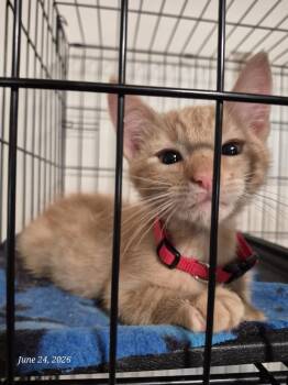 Tanner -  Domestic Short Hair Cat for Adoption in Thompson Falls, Montana - Tanner | PetCurious