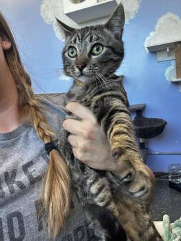 Domestic Short Hair Cats Available for Adoption - Twixx | PetCurious
