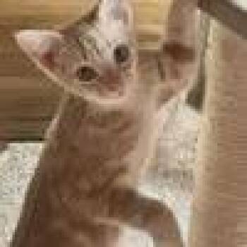 Diego -  Domestic Short Hair Cat for Adoption in West Palm Beach, Florida - Diego | PetCurious