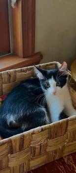 Wawa -  Domestic Short Hair Cat for Adoption in Springfield, Pennsylvania - Wawa | PetCurious