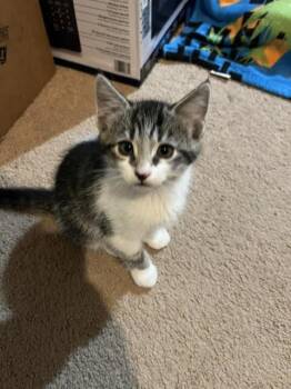 3 Kittens, 3 Big Personalities (Courtesy Post) -  Domestic Short Hair Cat for Adoption in Lemoyne, Pennsylvania - 3 Kittens, 3 Big Personalities (Courtesy Post) | PetCurious