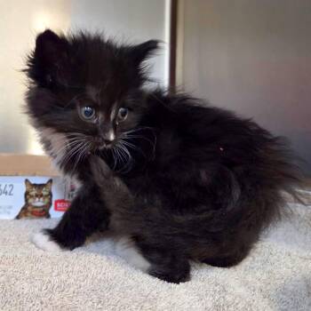Pipkin -  Domestic Short Hair Cat for Adoption in Woodinville, Washington - Pipkin | PetCurious