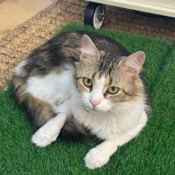 Kamora -  Domestic Long Hair Cat for Adoption in Wakefield, Massachusetts - Kamora | PetCurious