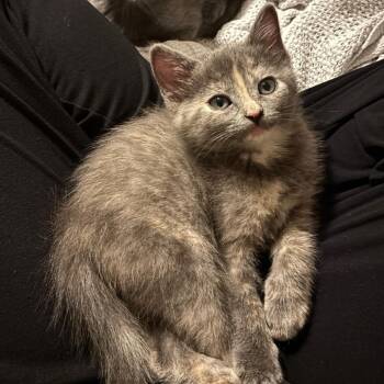 Domestic Short Hair Cats Available for Adoption in Austin, Texas - Irish Moss 4 | PetCurious