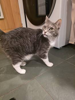 Ambrosia (and Flip-Flop) -  Domestic Short Hair Cat for Adoption in Trenton, New Jersey - Ambrosia (and Flip-Flop) | PetCurious