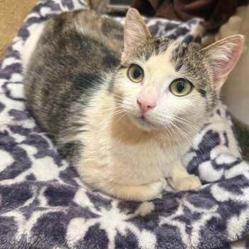 Domestic Short Hair Cats Available for Adoption - Posie | PetCurious