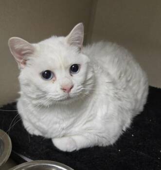 Marshmellow (Snowball) -  Domestic Short Hair Cat for Adoption in East Brookfield, Massachusetts - Marshmellow (Snowball) | PetCurious