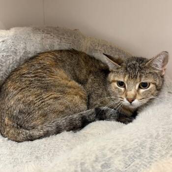 Domestic Short Hair Cats Available for Adoption - Luanne | PetCurious