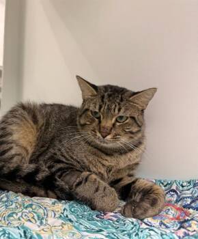 PORTER -  Domestic Short Hair Cat for Adoption in Grovetown, Georgia - PORTER | PetCurious