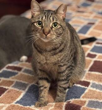 Rescue Domestic Short Hair Cats for Adoption in New York, New York - Ozzy | PetCurious