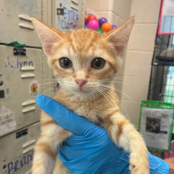 Rescue Domestic Short Hair Cats for Adoption in San Antonio, Texas - Chance | PetCurious