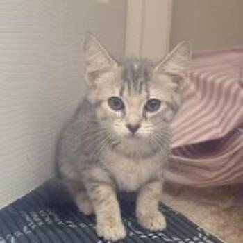 Tess -  Domestic Short Hair Cat for Adoption in Knoxville, Tennessee - Tess | PetCurious