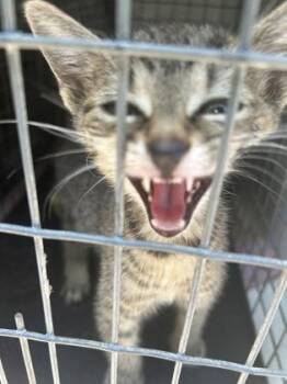 Fastball -  Domestic Short Hair Cat for Adoption in Atlanta, Georgia - Fastball | PetCurious