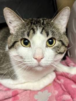 Brohan -  Domestic Short Hair Cat for Adoption in Wichita, Kansas - Brohan | PetCurious