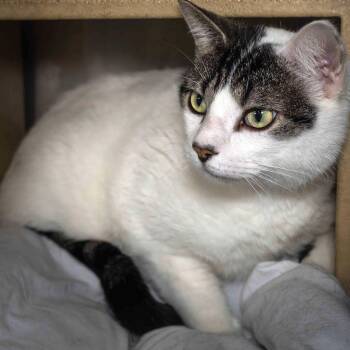 Domestic Short Hair Cats Available for Adoption - Steve | PetCurious