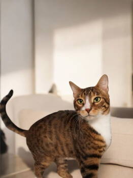 Rescue Domestic Short Hair Cats for Adoption in Champaign, Illinois - Thor | PetCurious