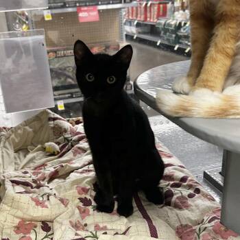 Goob -  Domestic Short Hair Cat Available for Adoption in Zimmerman, Minnesota - Goob | PetCurious