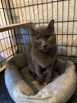 Rescue Domestic Short Hair Cats for Adoption in Camp Hill, Pennsylvania - Raider | PetCurious