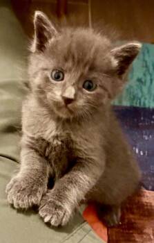 Domestic Short Hair Cats Available for Adoption in Sebastian, Florida - Felix | PetCurious