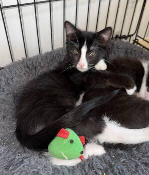Splash Zone -  Domestic Short Hair Cat for Adoption in INDN HBR BCH, Florida - Splash Zone | PetCurious