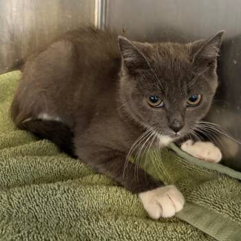 Mittens -  Domestic Short Hair Cat for Adoption in San Gabriel, California - Mittens | PetCurious