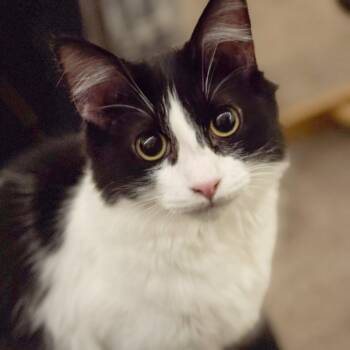 Rescue Domestic Medium Hair Cats for Adoption in St. Louis, Missouri - McGriddle | PetCurious