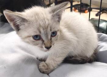 Zeke -  Siamese and Domestic Short Hair Cat for Adoption in Albemarle, North Carolina - Zeke | PetCurious