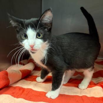 Clefairy -  Domestic Short Hair Cat for Adoption in Nashville, Tennessee - Clefairy | PetCurious