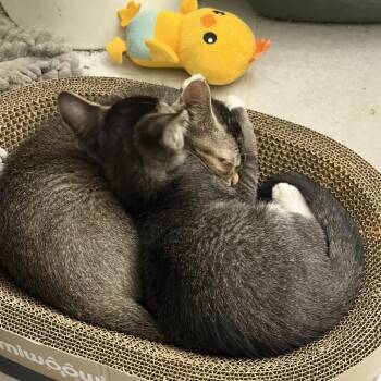 Wolf -  Domestic Short Hair Cat for Adoption in Valdosta, Georgia - Wolf | PetCurious