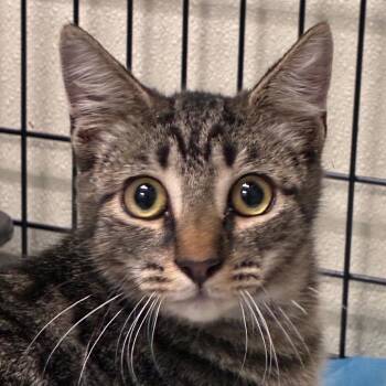 Inky -  Domestic Short Hair Cat for Adoption in Williston, Florida - Inky | PetCurious